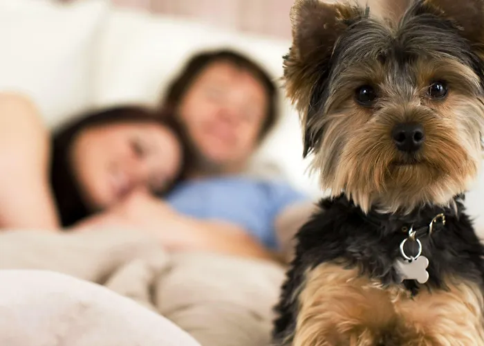 酒店 Le Ceramiche 4*